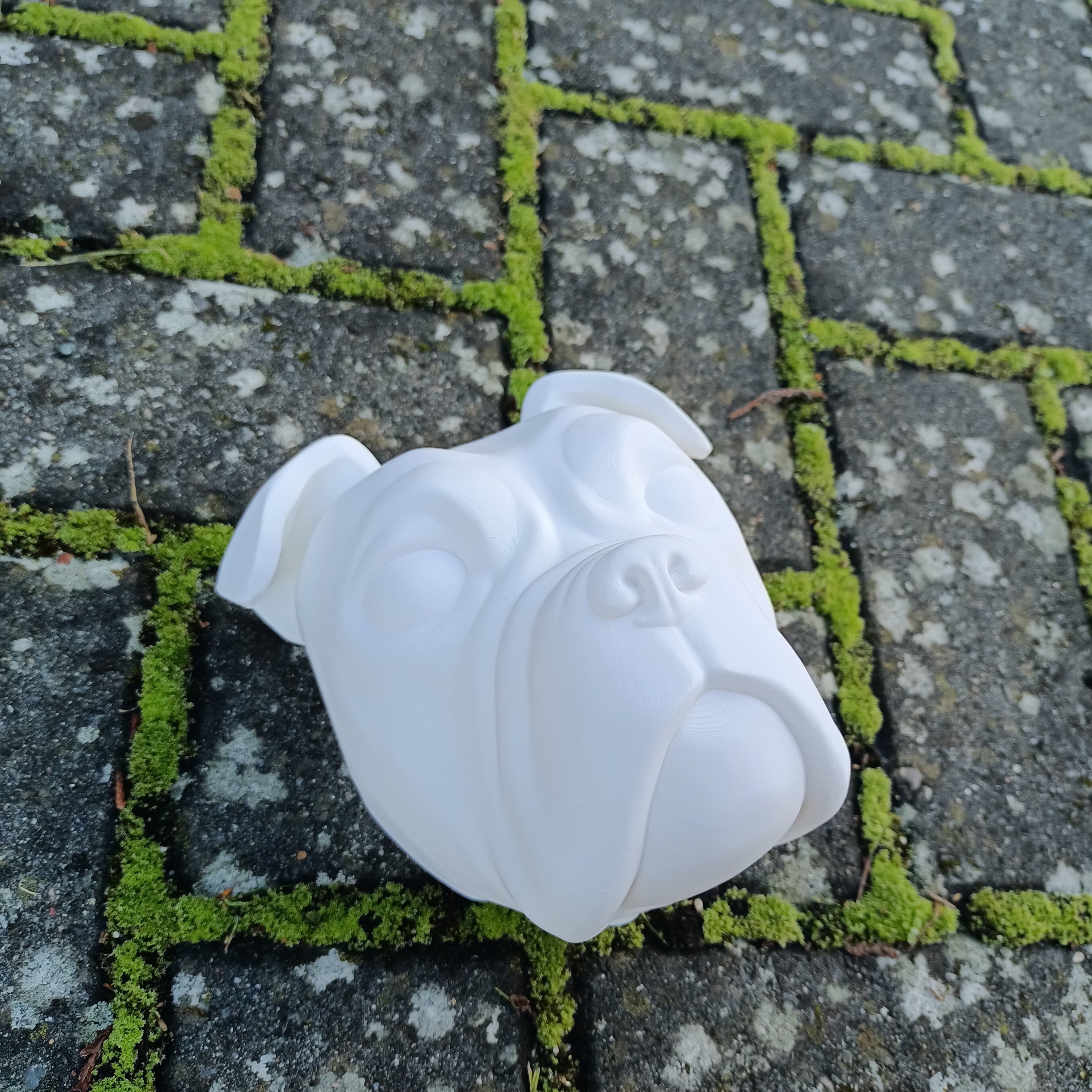 Olde English Bulldog